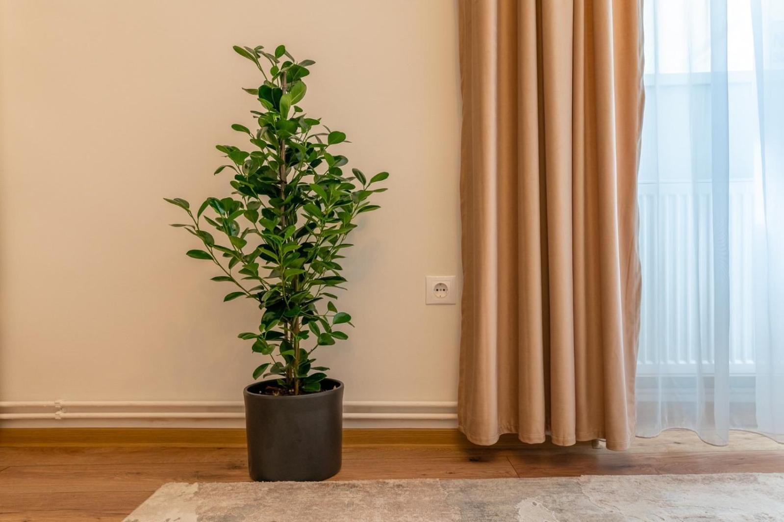 Apartment Balcescu No 10 Sybin Zewnętrze zdjęcie